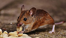 24 Hour & Emergency Exterminators in Loveland, CO